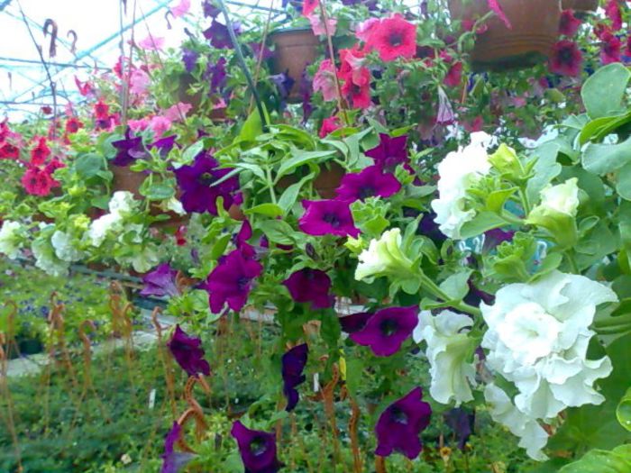 petunii curgatoare Biosolaris