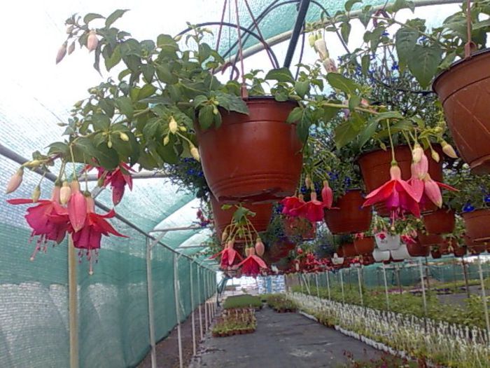 cercelusi Biosolaris - OFERTA FLORI BIOSOLARIS CIOROGARLA