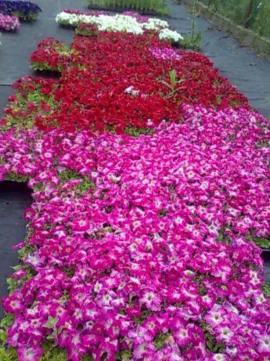 petunia bordura Biosolaris - OFERTA FLORI BIOSOLARIS CIOROGARLA