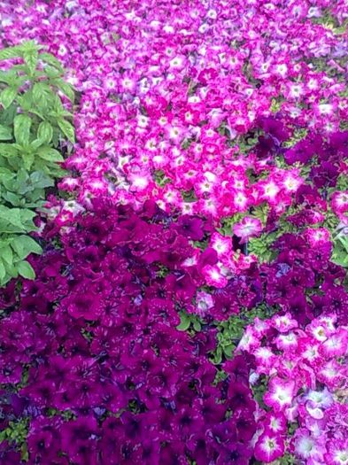 petunia bordura Biosolaris - OFERTA FLORI BIOSOLARIS CIOROGARLA