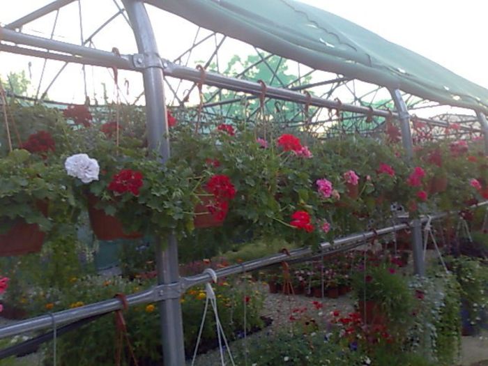 muscate curgatoare Biosolaris