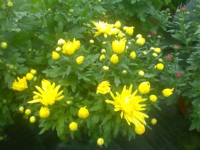 crizanteme Biosolaris