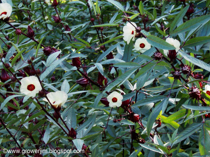 Roselle Thai red - Hibiscus sabdariffa
