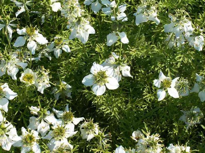 Nigella sativa-Negrilica.