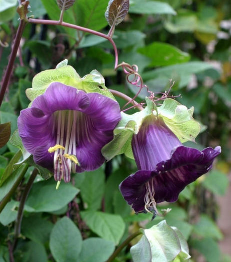 cobaea_scandens violet - De vanzare seminte -legume-mirodenii-flori-arbori
