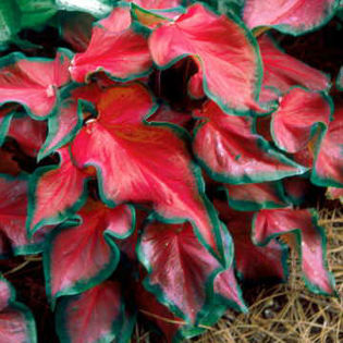 caladium red ruffles - minuni ale naturi create de dumnezeu 6