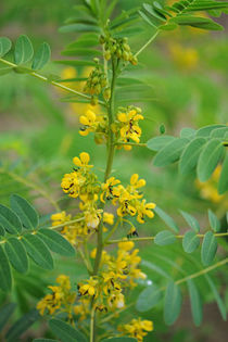 cassia hebecarpa . - minuni ale naturi create de dumnezeu 6
