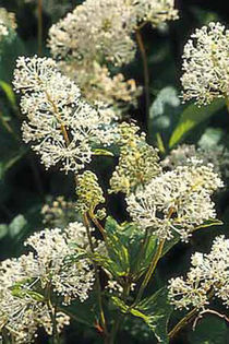 ceanosthus americanus - minuni ale naturi create de dumnezeu 6