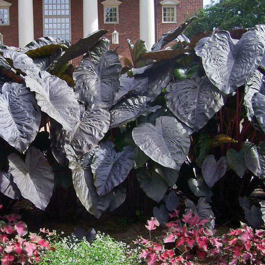 colocasia diamond head. - minuni ale naturi create de dumnezeu 6