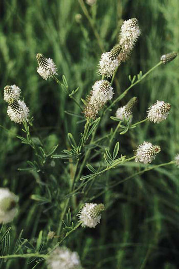 dalea candida . - minuni ale naturi create de dumnezeu 6