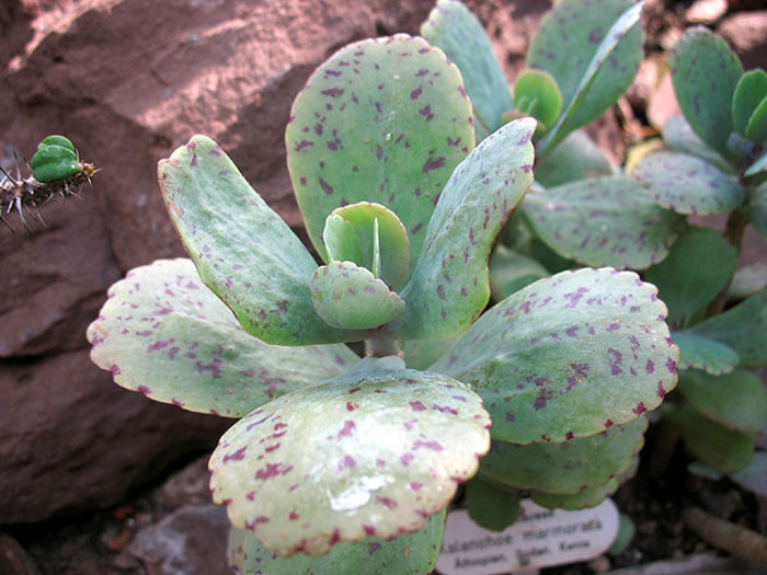 kalanchoe_marmorata_0820 - minuni ale naturi create de dumnezeu 6
