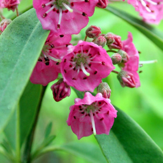 kalmia_angustifolia - minuni ale naturi create de dumnezeu 6