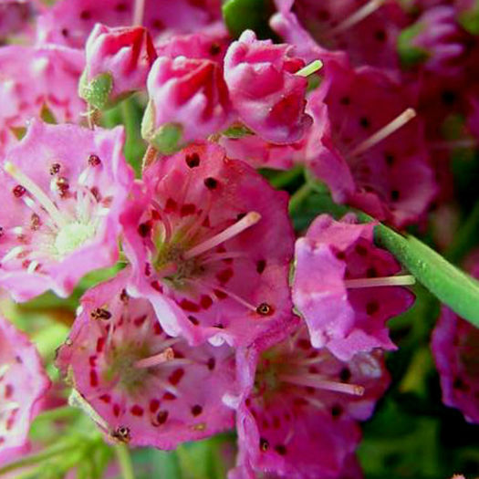 kalmia_angustifolia_rubra - minuni ale naturi create de dumnezeu 6