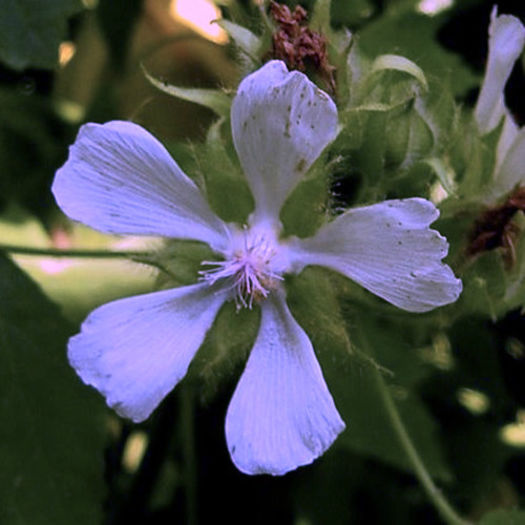 kitaibelia - minuni ale naturi create de dumnezeu 6
