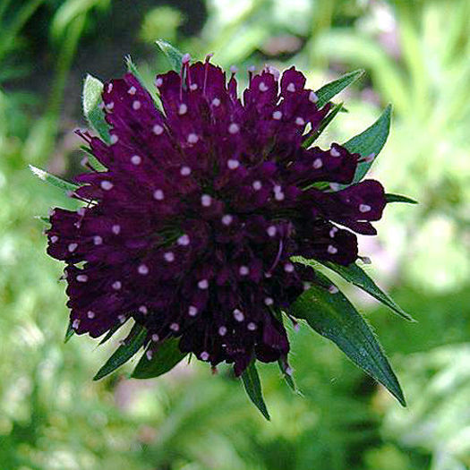 knautia_macedonia - minuni ale naturi create de dumnezeu 6