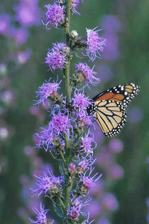 liatris aspera . - minuni ale naturi create de dumnezeu 6