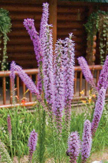 liatris pycnostachya - minuni ale naturi create de dumnezeu 6