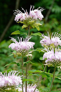 monarda fistulosa . - minuni ale naturi create de dumnezeu 6