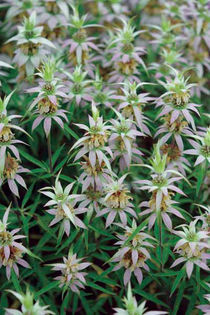 monarda punctata . - minuni ale naturi create de dumnezeu 6