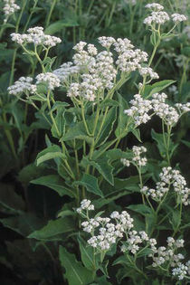 parthenium integrifolium - minuni ale naturi create de dumnezeu 6