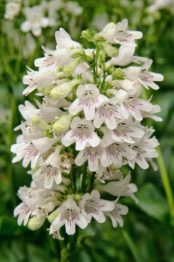 PD-SmoothPenstemon_0_432x648 - minuni ale naturi create de dumnezeu 6