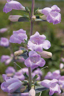 penstemon grandifolius. - minuni ale naturi create de dumnezeu 6