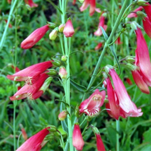 penstemon_barba - minuni ale naturi create de dumnezeu 6