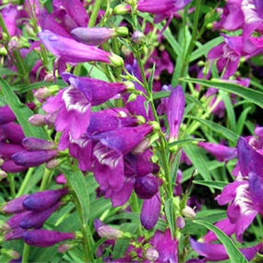 penstemon_glaber - minuni ale naturi create de dumnezeu 6