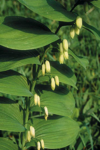 poligonatum canaliculatum - minuni ale naturi create de dumnezeu 6