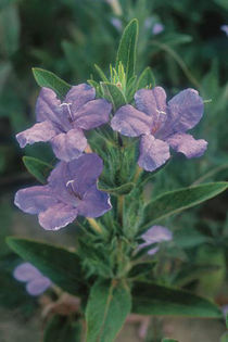 ruellia humillis - minuni ale naturi create de dumnezeu 6