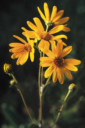 silphium integrifolium - minuni ale naturi create de dumnezeu 6