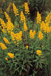 solidago speciosa - minuni ale naturi create de dumnezeu 6