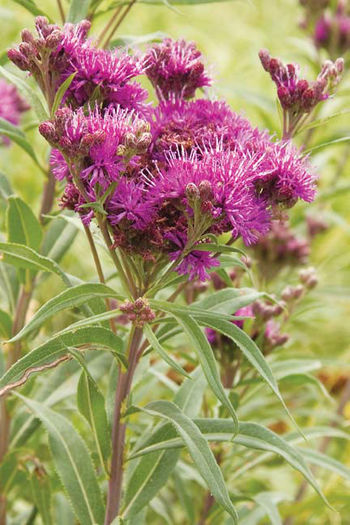 veronica fasciculata - minuni ale naturi create de dumnezeu 6
