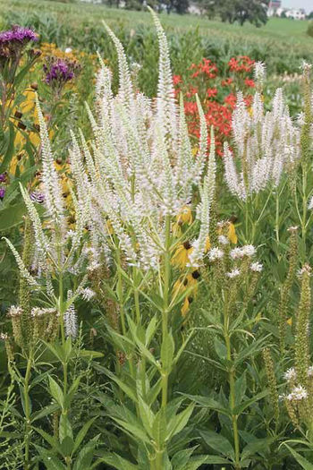 veronicastrum virginicum - minuni ale naturi create de dumnezeu 6