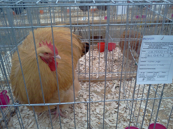IMG280 - 6 EXPOZITIA NATIONALA BUCURESTI 2013