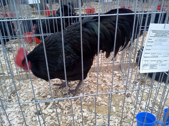 IMG287 - 6 EXPOZITIA NATIONALA BUCURESTI 2013