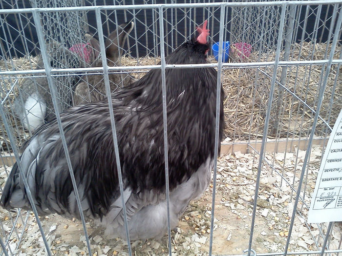 IMG293 - 6 EXPOZITIA NATIONALA BUCURESTI 2013