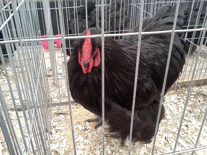 IMG297 - 6 EXPOZITIA NATIONALA BUCURESTI 2013