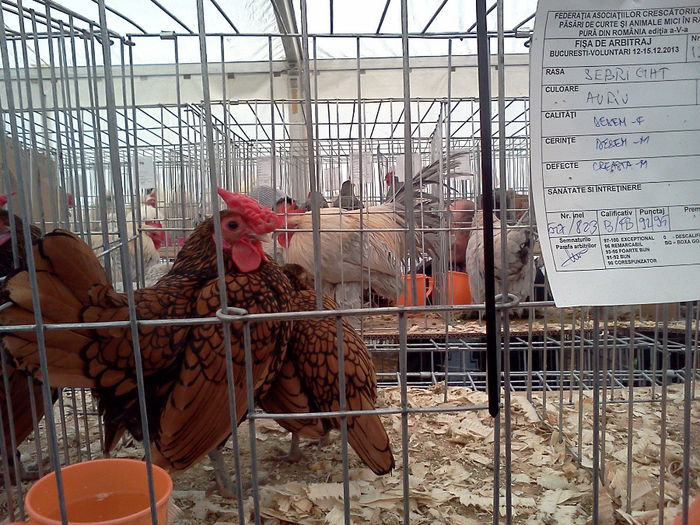IMG302 - 6 EXPOZITIA NATIONALA BUCURESTI 2013