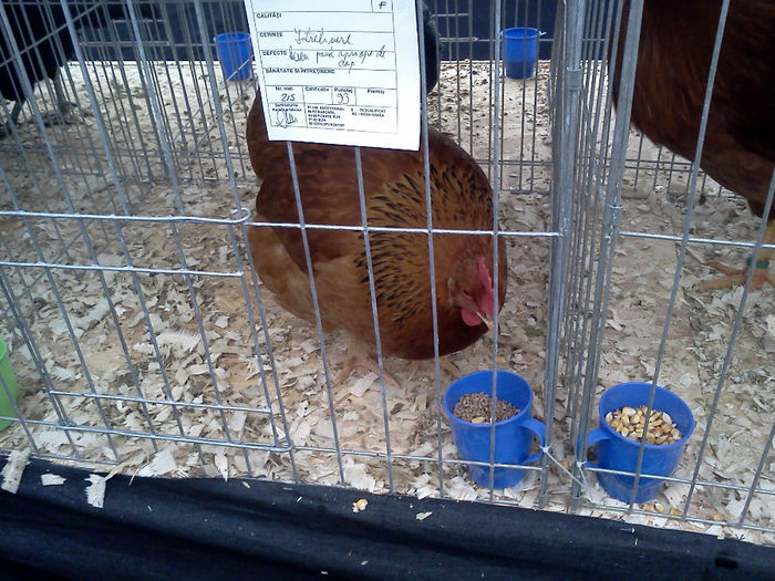 IMG314 - 6 EXPOZITIA NATIONALA BUCURESTI 2013