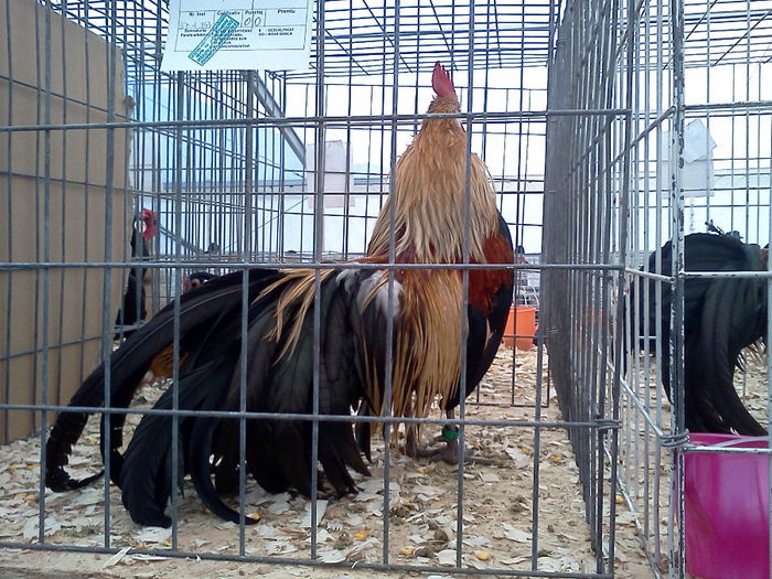 IMG319 - 6 EXPOZITIA NATIONALA BUCURESTI 2013
