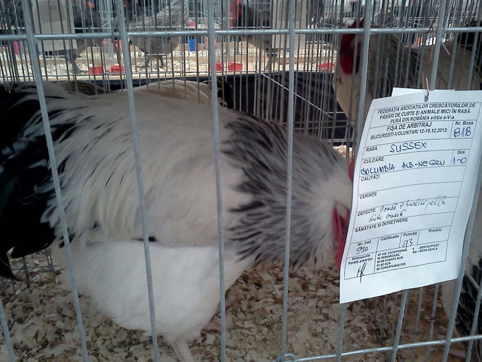 IMG321 - 6 EXPOZITIA NATIONALA BUCURESTI 2013