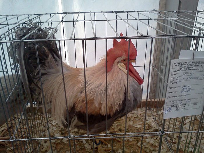 IMG323 - 6 EXPOZITIA NATIONALA BUCURESTI 2013
