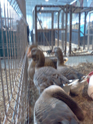 IMG338 - 6 EXPOZITIA NATIONALA BUCURESTI 2013