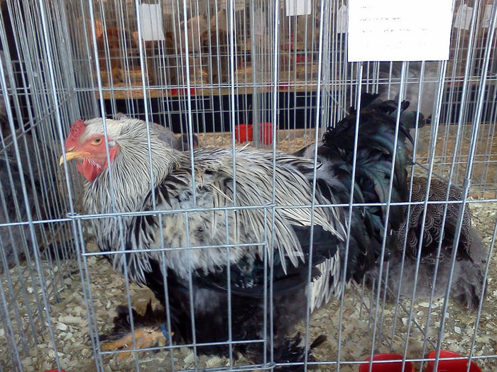 IMG343 - 6 EXPOZITIA NATIONALA BUCURESTI 2013
