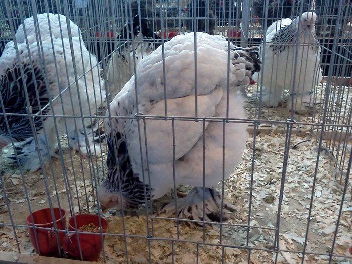 IMG355 - 6 EXPOZITIA NATIONALA BUCURESTI 2013