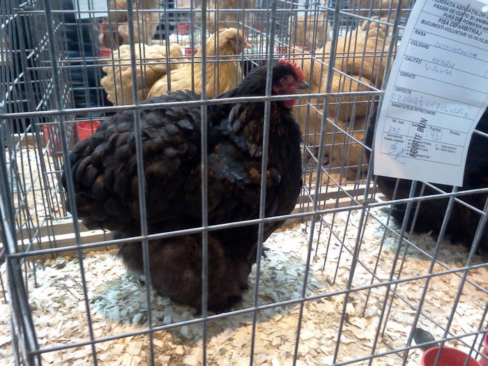 IMG364 - 6 EXPOZITIA NATIONALA BUCURESTI 2013