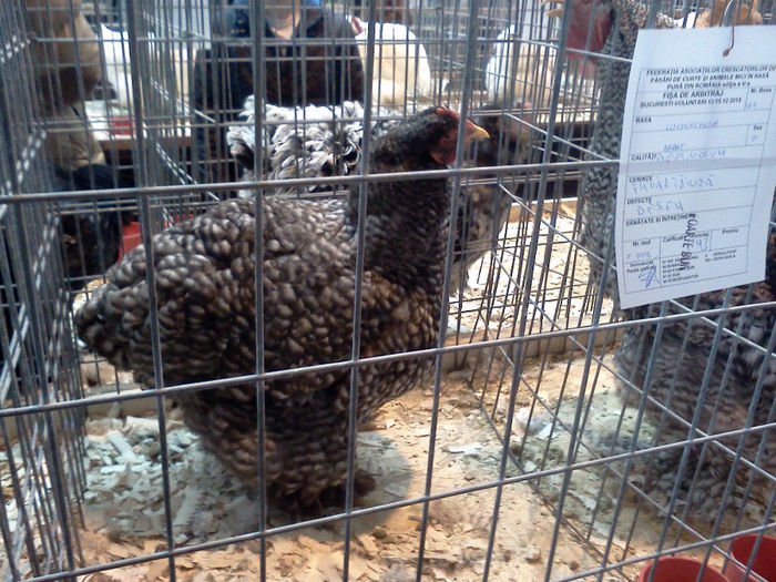 IMG371 - 6 EXPOZITIA NATIONALA BUCURESTI 2013