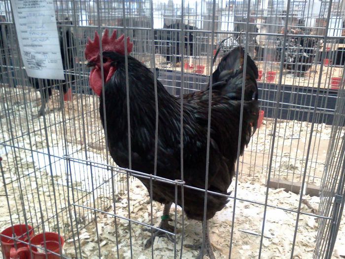 IMG373 - 6 EXPOZITIA NATIONALA BUCURESTI 2013