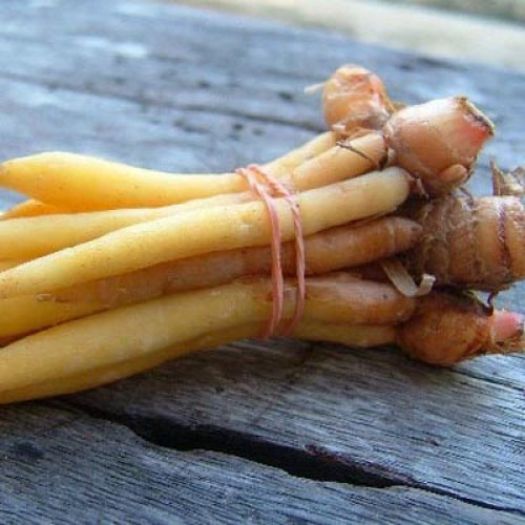 boesenbergia pandurata-degetarita - a-alte seminte rare